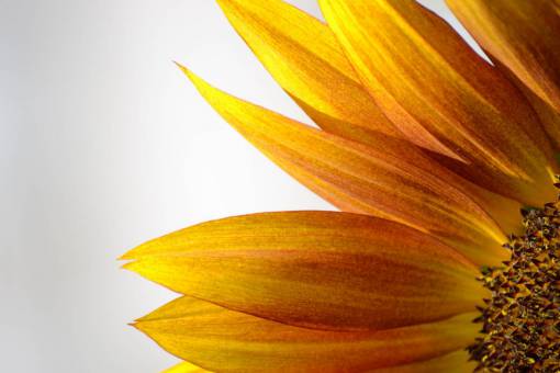 sunflower-sunset sunflower  yellow  flower  close-up  nature  flora  fauna