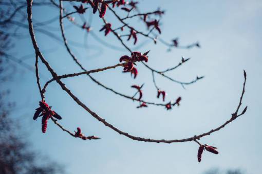 ramo de flores rama de árbol planta naturaleza flores cielo