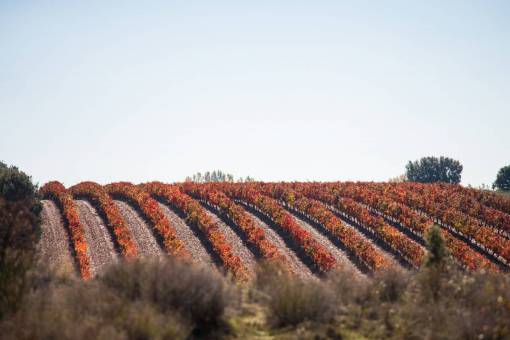 tree  plant  field  farm  agriculture  crops  grass