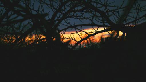 creepy-zombie trees  branches  dark  sunset  clouds  creepy  nature