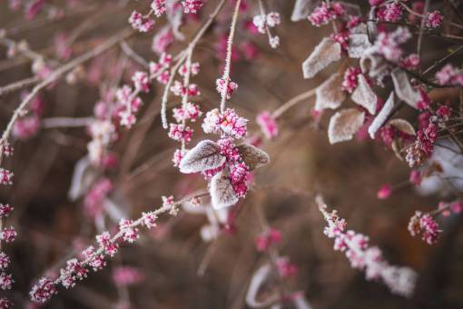 heladas árboles ramas hojas plantas bayas heladas invierno