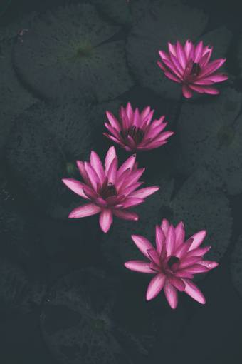 humedo nenúfar plantas rosa pétalo flor naturaleza agua