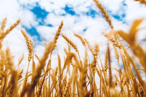 wheat  farm  blue  sky  barley  clouds  countryside