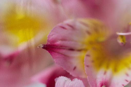 floral Fondo de flor abstracta macro planta floral cerrar