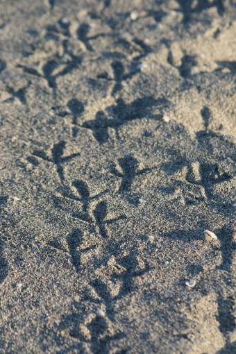 track animal  footprints  nature  sand  beach  bird  tracks