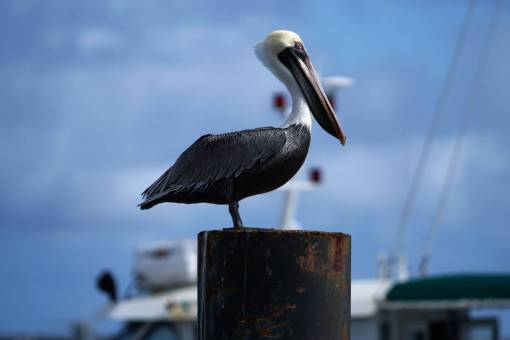 aves animales aves pelícano encaramado tocón de madera yate