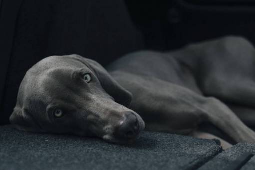 muzzle animals  dog  domesticated  pets  eyes  muzzle  bokeh
