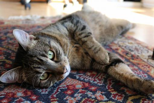 curiosity animals  feline  cats  whiskers  snout  fur  cute