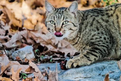 whiskers animals  feline  cats  whiskers  snout  fur  fierce