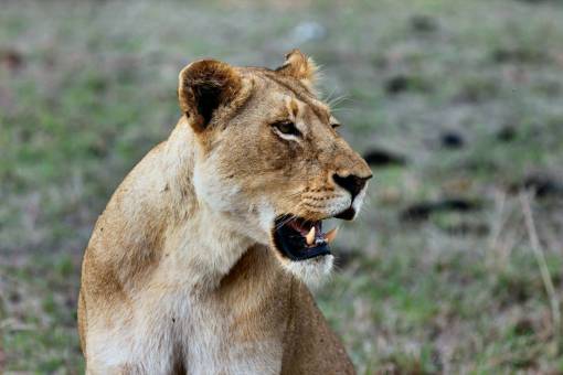 teeth animals  feline  lion  lioness  wildlife  teeth  whiskers