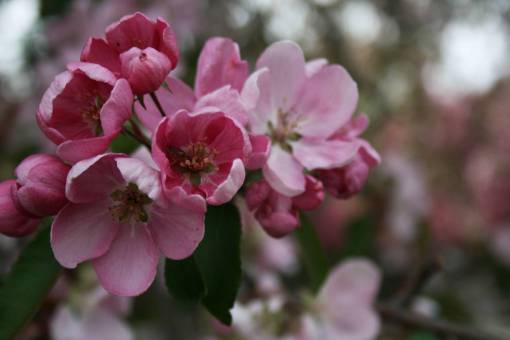 apple flores de manzana naturaleza flores floreciente flora floral