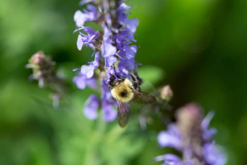 alas abeja flor macro púrpura flores pétalos polen