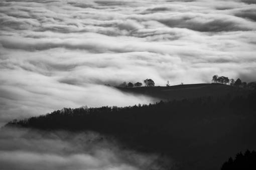 cielo blanco y negro nubes niebla árboles fríos plantas
