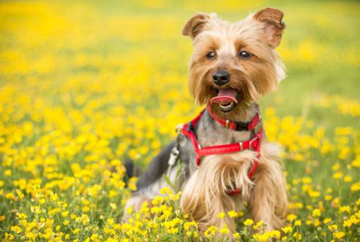 playground blur  bokeh  playground  dog  puppy  animal  pet