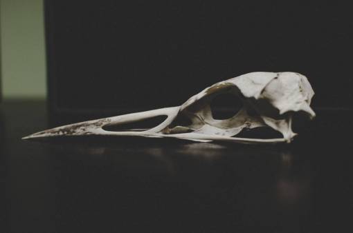 bone bone  dead  remnant  white
