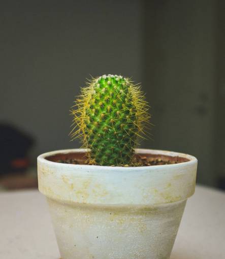 cactus Cactus  plant  thorn  green  nature  flowerpot  garden
