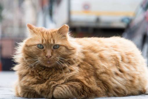 ojos verdes gato gatto pelo rojo coño ojos verdes pelo esponjoso