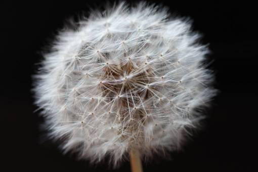 vast dandelion  flower  plant  nature  blow  stem  white
