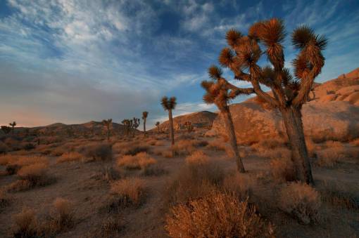 daytime desert  sand  adventure  travel  sky  brown  grass