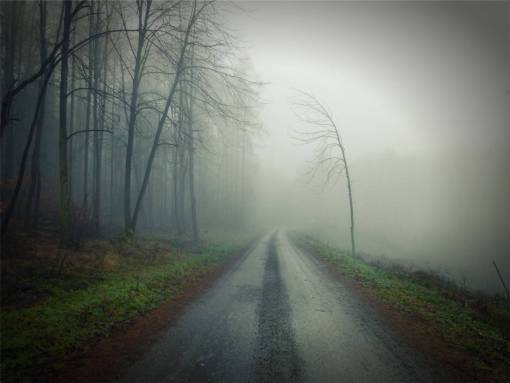 sucio camino de tierra niebla árboles oscuros bosque