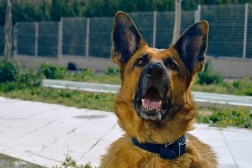 german-language dog  animal  german sheperd  happy  dark  mammal  pet