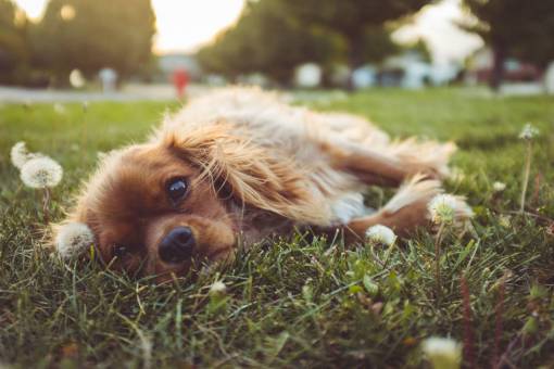 playground dog  puppy  pet  animal  playground  grass  flower