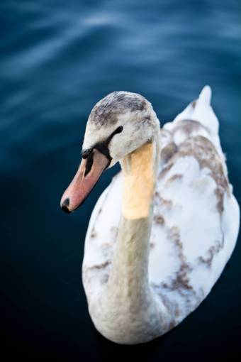 duck duck  bird  animal  sea  water  close-up  focus