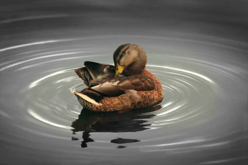 swamp duck  river  swamp  water  beautiful  beauty
