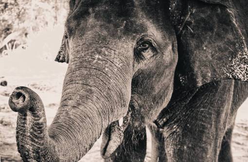 zoo elephant  animal  zoo  nature  black and white

