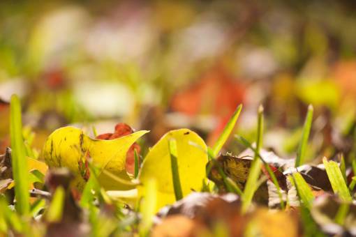 otono hojas otoño naturaleza hojas de otoño hierba paisaje