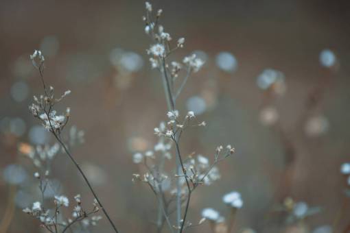 flower  nature  plant  outdoor  garden  blur

