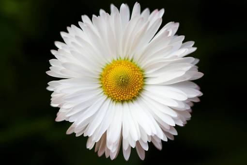 flor pétalo blanco flor jardín planta naturaleza