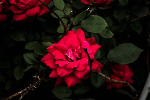 stalks flowers  nature  blossoms  branches  stems  stalk  leaves