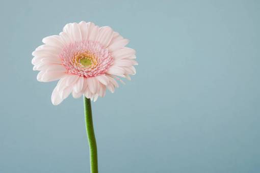 stalks flowers  nature  blossoms  stems  stalk  pink  carnation