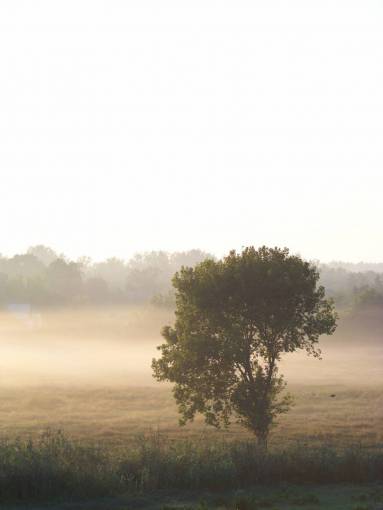 uk fog  morning  summer  dawn  ukraine  trees  forest