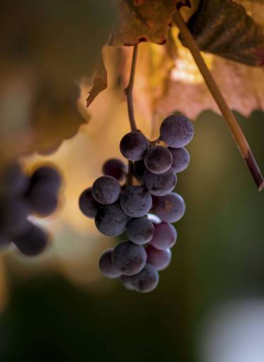 cropped grapes  fruit  farm  field  food  crops
