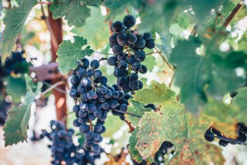 victory grapes  fruit  vines  leaves  plants  trees  branches