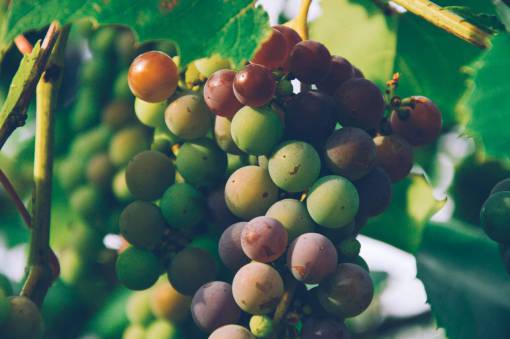 video uvas frutas vides comida sana