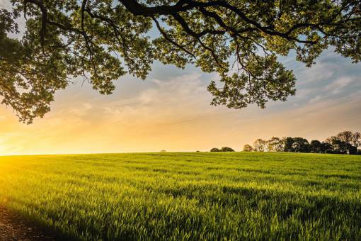 cropped green  field  crops  agriculture  farm  nature  yard