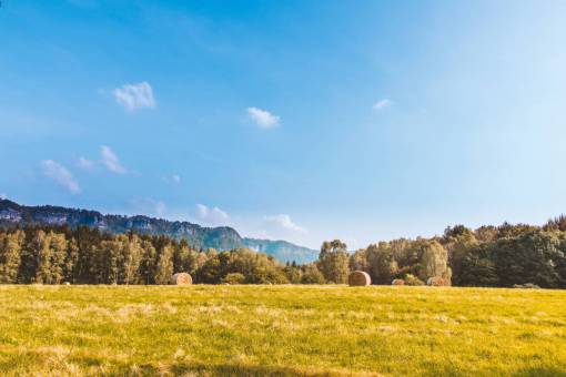 hen green  grass  field  hay  trees  plants  nature