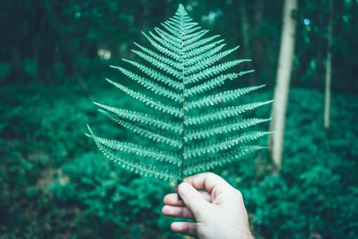 green  leaf  fern  plant  nature  blur  grass