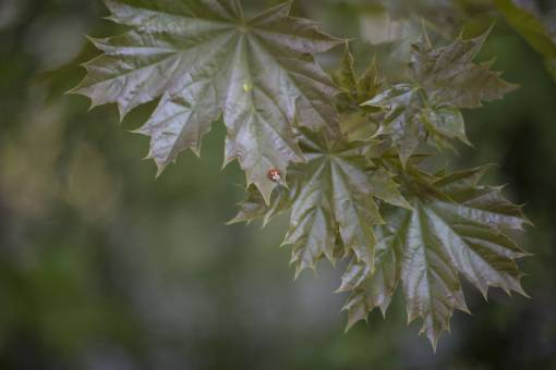 bug green  leaf  plant  nature  blur  bug  insect
