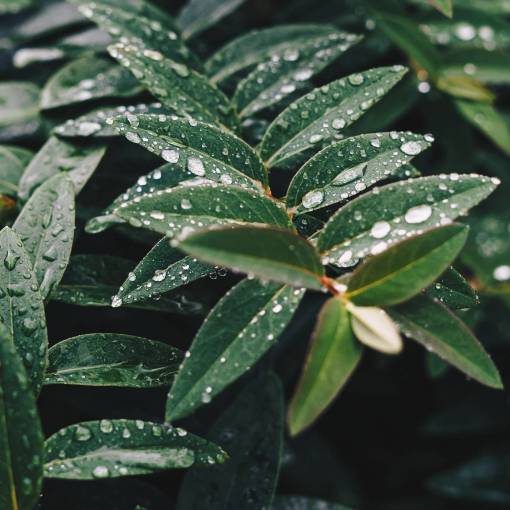lluvia hoja verde planta naturaleza agua de lluvia mojada