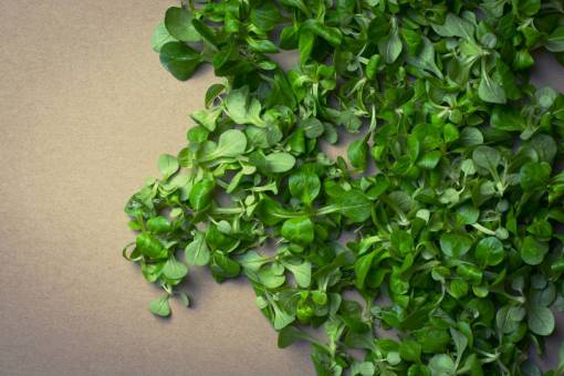 green  lettuce  vegetables  healthy food
