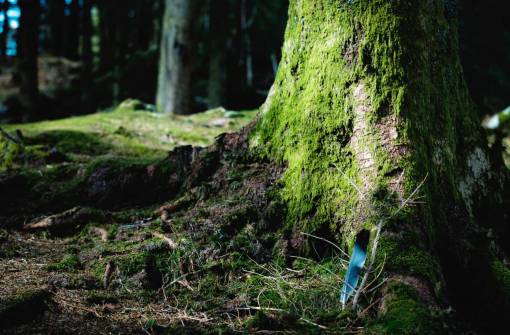 moss green  moss  tree  wood  grass  nature
