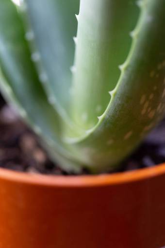 detalle Planta verde macro aloe cerrar hoja de vera