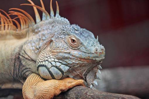 fauna iguana mascota animal fauna reptil