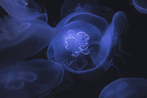 profundo medusas bajo el agua mar profundo océano picadura