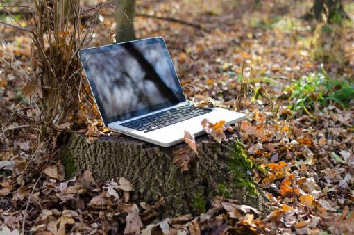 trunk laptop  gadget  technology  trees  leaves  nature  outdoor