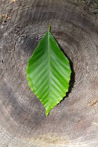 tocar hoja viejo tocón top primer plano natural naturaleza